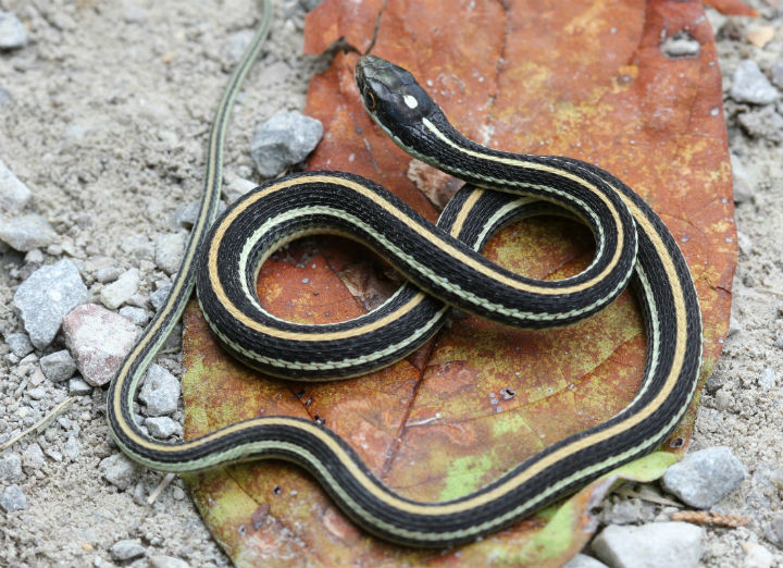 Western Ribbon Snake